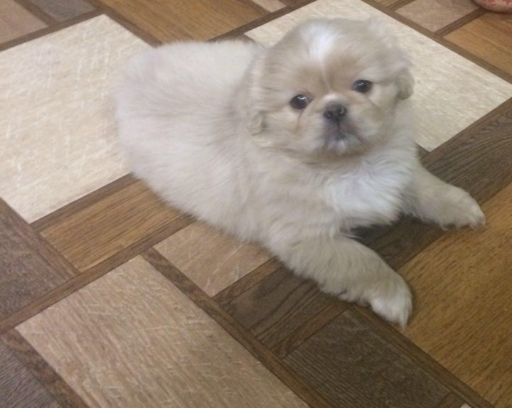 puppyfind pekingese