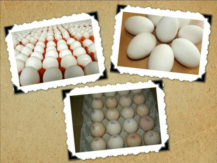 Купить инкубационное яйцо в волгограде. Инкубационное яйцо. Инкубационное яйцо индюшки. Инкубаторские яйца. Инкубационное яйцо жако.