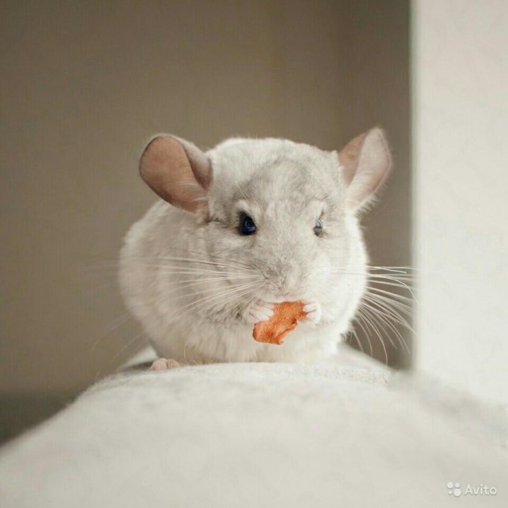 авито волгоград животные в добрые