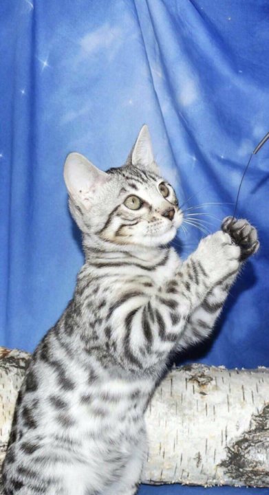Серая бенгальская кошка