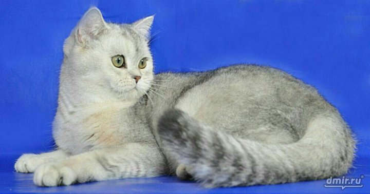 Шотландская шиншилла кошка