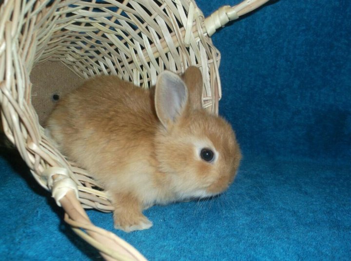 авито кролики билимбай для дома. авито дом животные. авито дом животные. экзотические животные омской области. свиньи ростовской области.