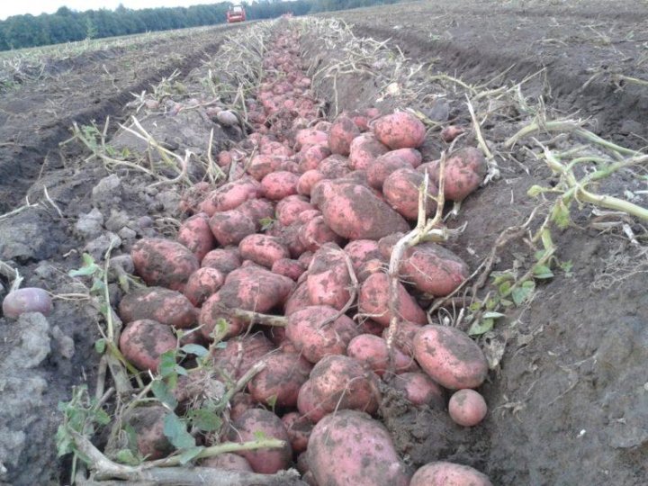 Сорт розара картофель фото