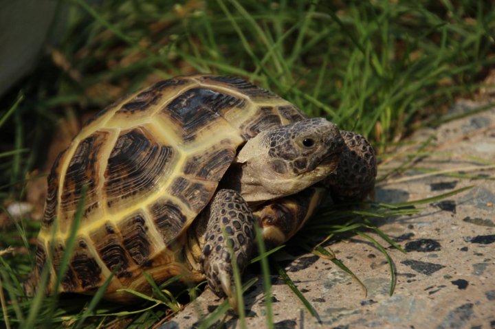 Среднеазиатская красноухая черепаха. Балканская черепаха. Сухопутная черепаха 20 см. Среднеазиатская черепаха agrionemys. Среднеазиатская черепаха маленькая.