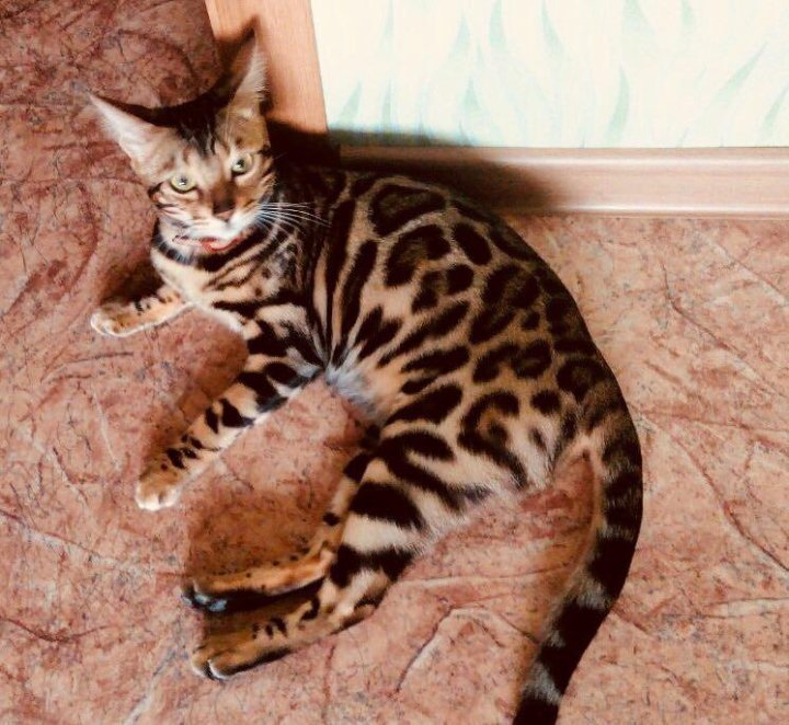 Бельгийская Кошка Фото И Цена