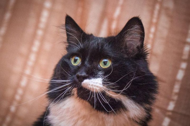 Пушистый черно-белый кот Пуффи – купить в Москве, бесплатно, продано 2  апреля 2019 – Кошки