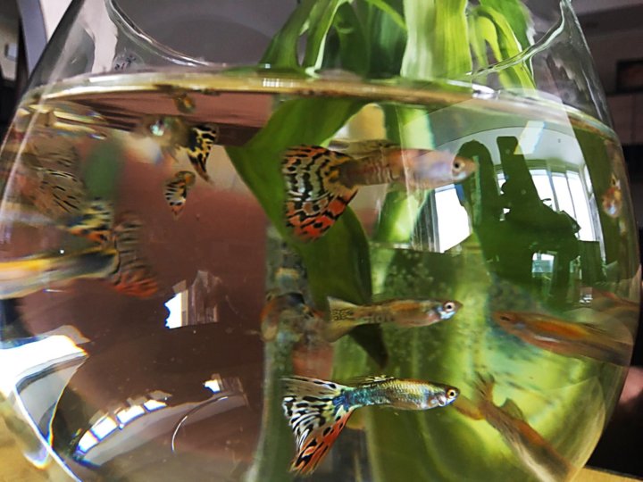 Содержание рыбок гуппи в аквариуме. Рыбки гуппи в аквариуме. Гуппи микс. Гуппи вуалевые. Содержание рыбок гуппи в аквариуме.