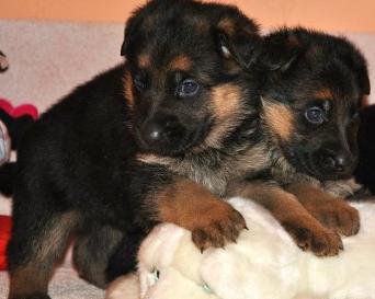 Щенок немецкой овчарки 1 месяц. Авито щенки овчарки. Зонарного кобеля немецкой овчарки на вязку. Щенки немецкой овчарки зонарного окраса. Щенки немецкой овчарки 1 месяц чистокровные.