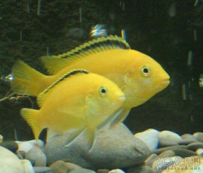Лабидохромис еллоу колибри. Рыбка цихлида еллоу. Псевдотрофеус ацей лювала риф. Самец еллоу. Цихлида еллоу самец.