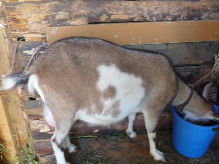 Коза 1 год. Козочка 7 месяцев черная. Козлята шесть месяцев фото. Фото козочек 6 мес.