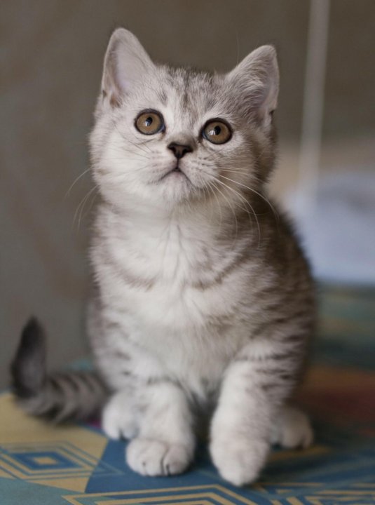 Кошка Шотландская Скоттиш Страйт Фото