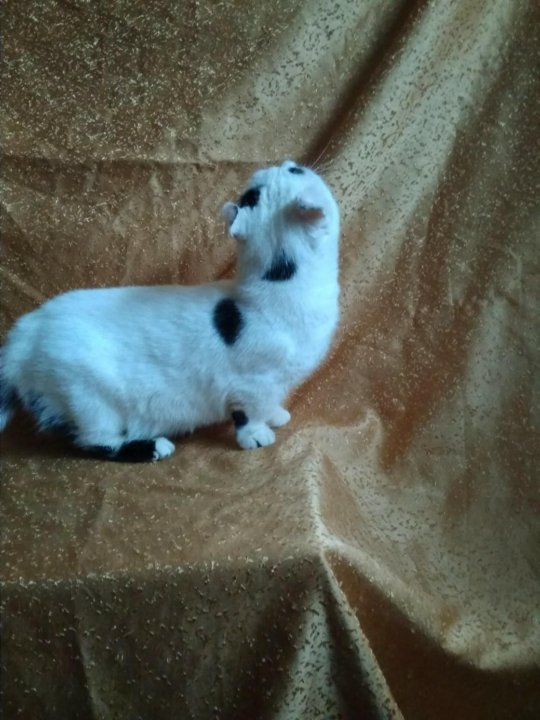 Кинкалоу Кошка Фото И Цена