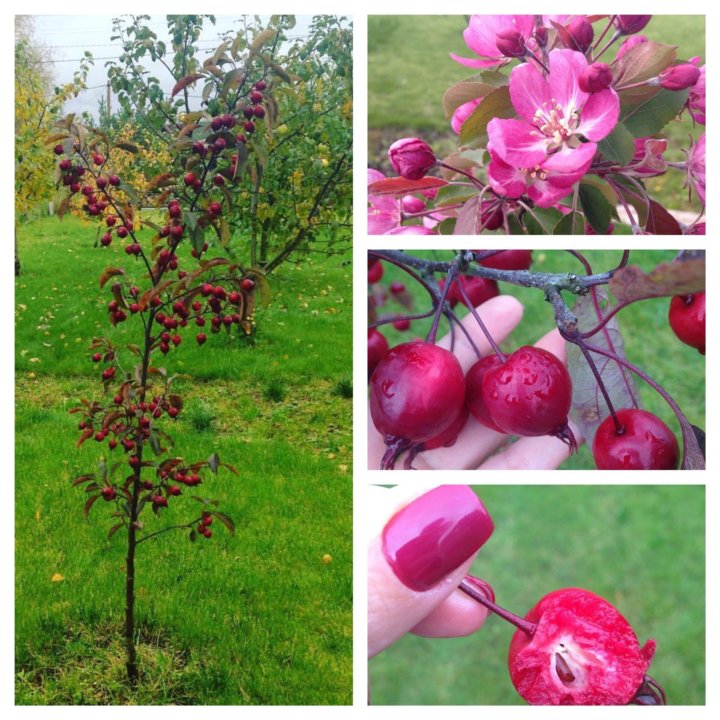 алыча анжелен. яблоня груша вишня слива. колоновидная яблоня абрикос груша. яблоня вишня слива. саженцы плодовых деревьев(яблони,груши,абрикос,слива,черешня)2г.