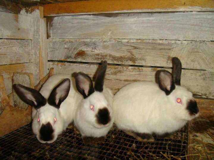 Купить кроликов в воронежской области. Кролик фландер баран. Породистых кроликов в Башкирии. Животные Пензенской области фото. Большая распродажа кроликов фото.