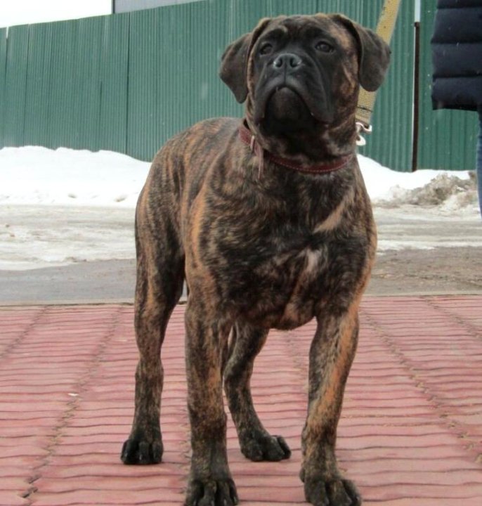 шикарная тигровая девочка бульмастиф – купить в Москве, цена 45 000 руб.,  продано 11 апреля 2018 – Собаки