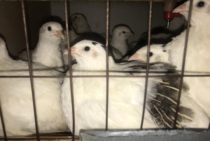 авито прохладный животные