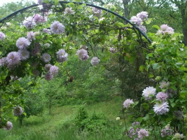 Клематис бель оф уокинг фото