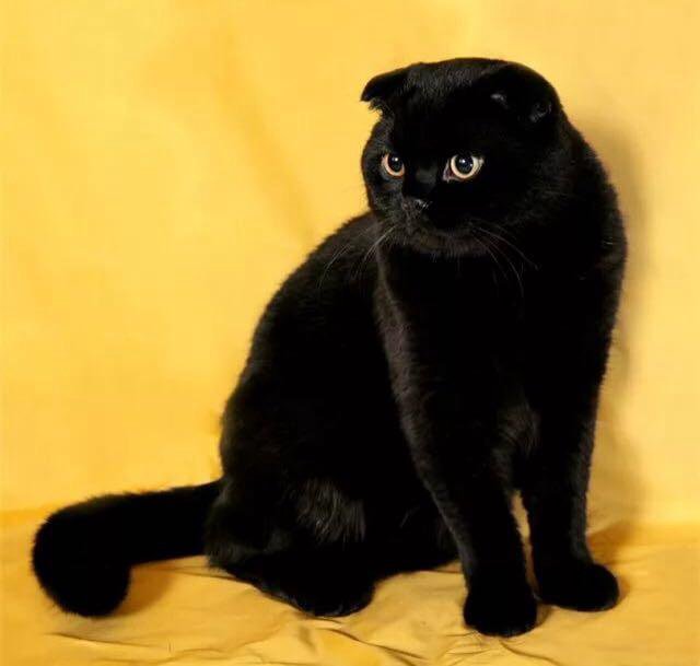 Черный вислоухий кот