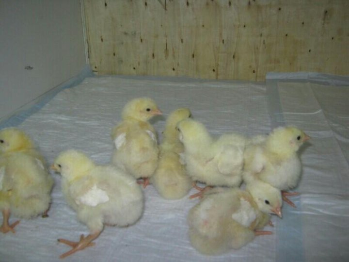 цыплята домашние. много цыплят. цыплята мастер грей фото. суточные бройлеры. авито цыплята.