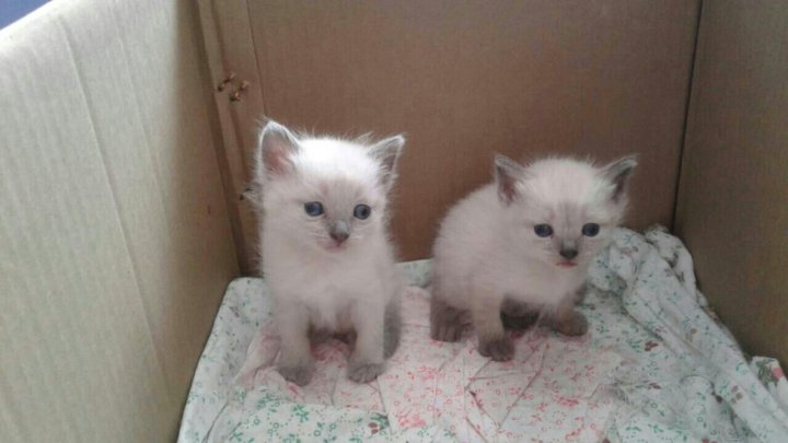 Авито Санкт Петербург Животные Котята С Фото