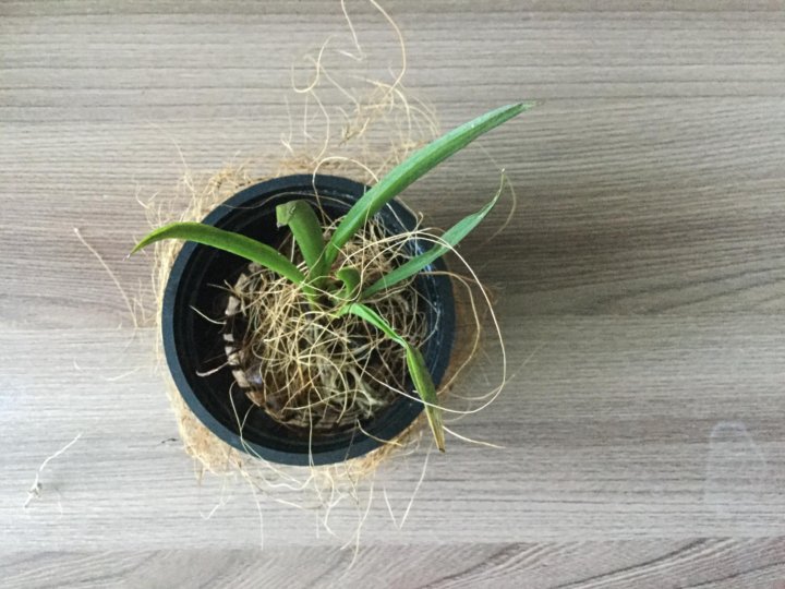 Орхидея толумния (tolumnia) – купить в Санкт-Петербурге, цена 490 руб., продано 26 мая 2018 – Растения и семена