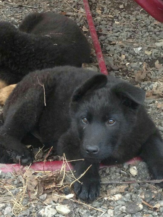 Волкособ (Wolfdog) - это активная, сильная и очень умная порода собак. Описание, фото и отзывы.