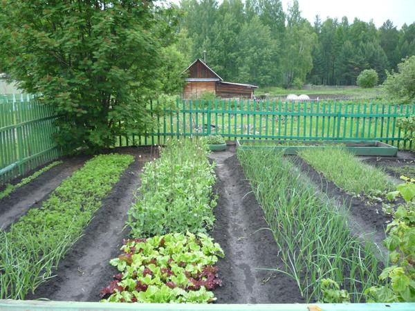 Новости Комплексный центр социальной защиты населения Удорского района