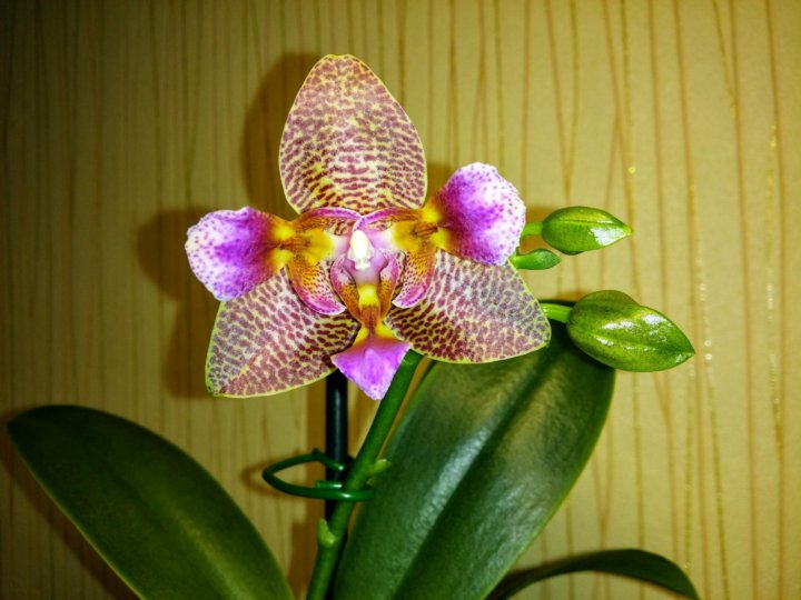Орхидея Phalaenopsis Joy Fairy. Tale (бронь) - купить, цена 1 000 руб., продано