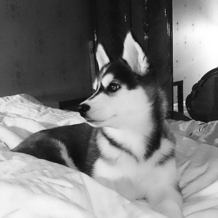 Хаски в обществе. Хаски фото. Хаски снимают. Хаски снимают. Сибирский хаски длинношерстный.