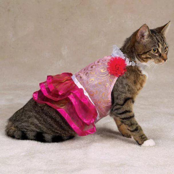 Кошечка в платье. Кошка в платье. Одежда для кошек. Кот в костюме. Красивая одежда для кошек.