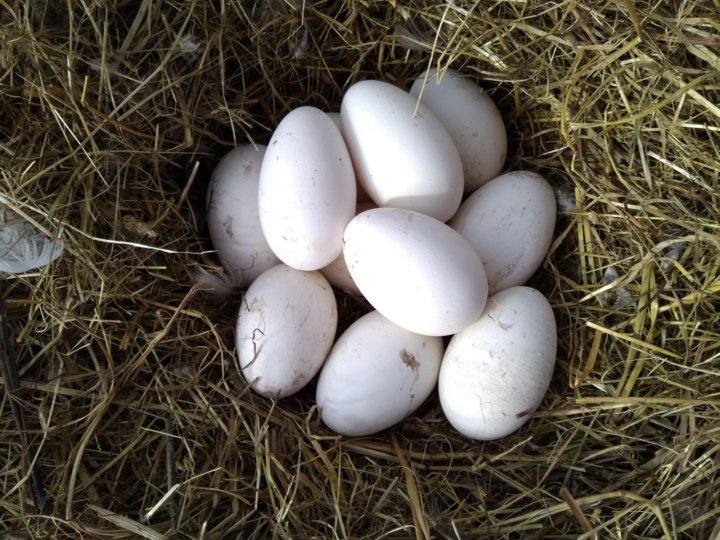 Гусиные яйца для инкубации купить. Гусиные яйца.