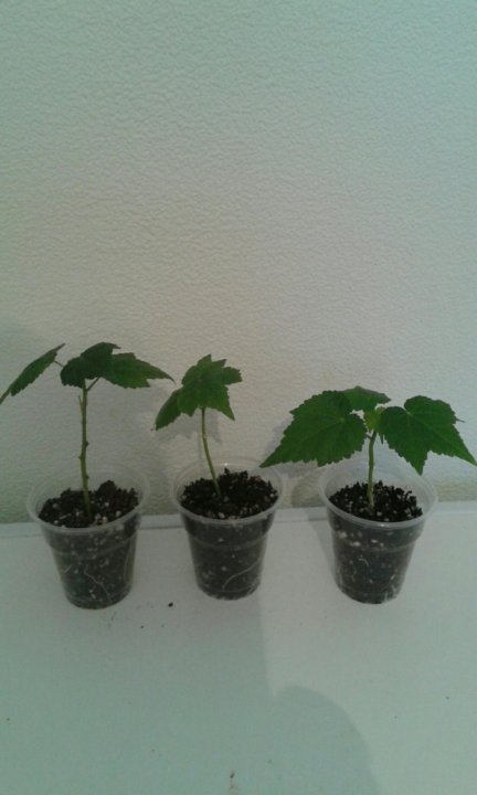 цветы горшечные в магазине. аглаонема спатифиллум сансевиерия. отросток комнатного цветка. комнатные растения сургут. авито цветы комнатные.