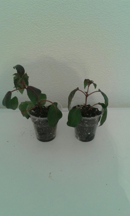 отростки комнатных цветов и растений в архангельске. юла комнатные растения. обмен комнатными растениями. комнатные цветы продаются. комнатные цветы в магазине.