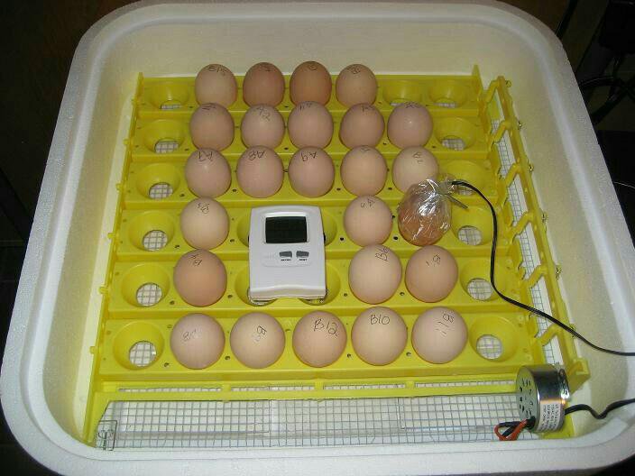Вывод птенцов. Несушки инкубаторы цыплята. Инкубатор автоматический WG 24. Инкубатор для яиц wq01.