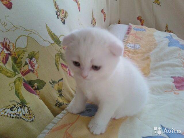 котята учалы. котята белые красноярск бесплатно. недоношенные котята шотландской вислоухой. кот манул с котятами. новорожденный черепаховый котенок.