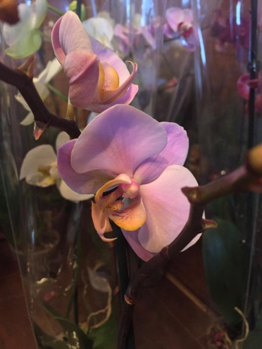 Орхидеи уценка. Фаленопсис тцу Чанг сапфир. Фаленопсис Honey Glow. Phalaenopsis SKB Sakura. Фаленопсис Томск.