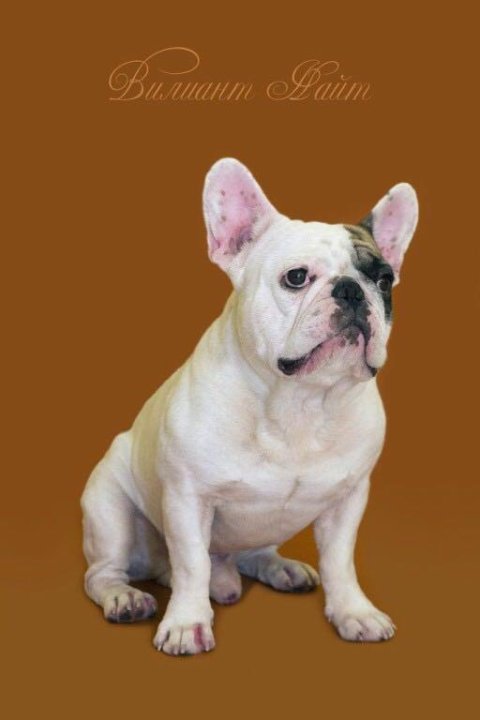 Бульдог ждет. Бульдог тюмень. Американский бульдог мини. Бульдог тюмень. Бульдог тюмень.