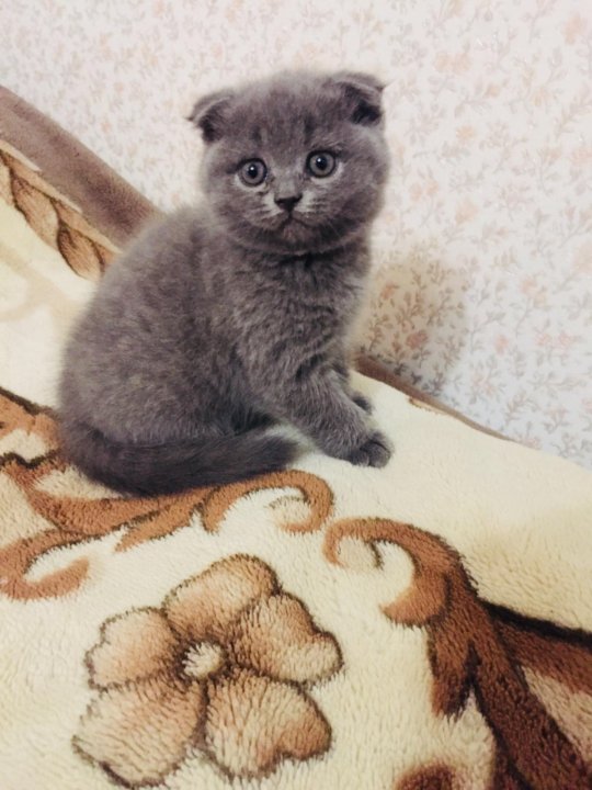 Котята Вислоухие Шотландские Цена На Авито Фото