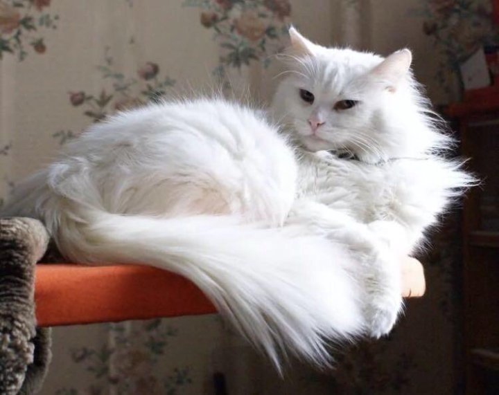 Сонник кошка белая