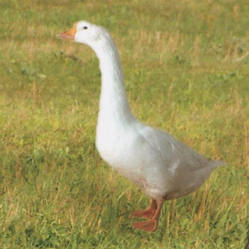 File:Snow goose 4.jpg - Wikimedia Commons