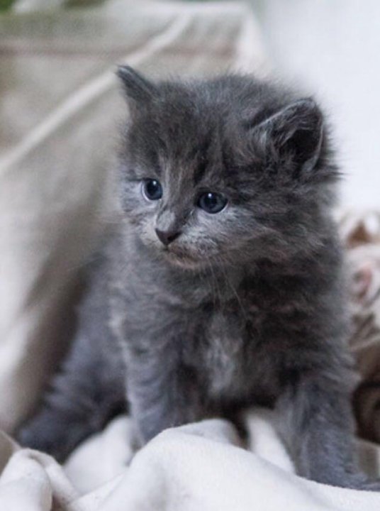 Котята в добрые пушистые. Серый пушистый котенок. Котенок дымчатого цвета. Дымчатый пушистый котенок. Темно серый котенок.