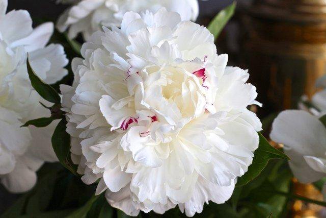 Пион уайт тауэрс. Пион белый немахровый. Пион festiva maxima (mille, 1851, франция). Пион patio peony madrid. Пион ширли темпл.