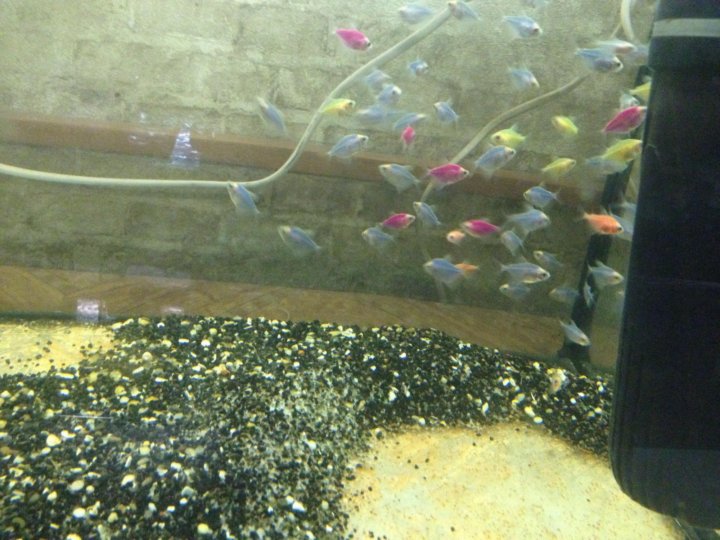 Как выглядит икра тернеций в аквариуме фото