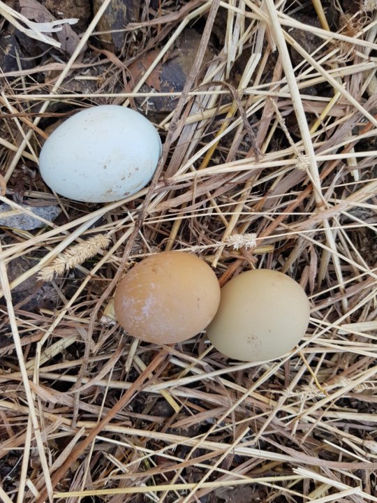 Яйца фазана купить. Фазаньи яйца. Яйцо фазана. Яйца фазана фото. Яйца фазана и куропатки.