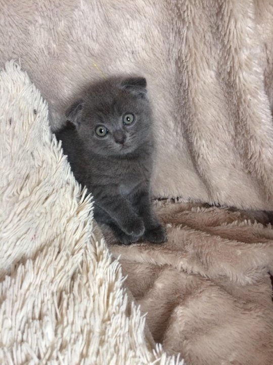 Авито Балаково Купить Котенка С Фото