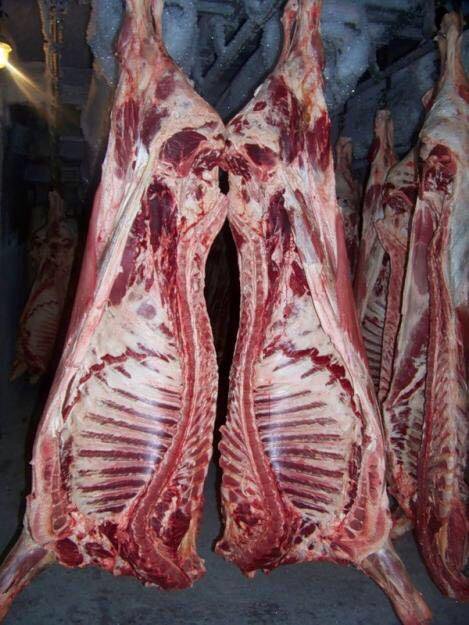 Тушка коровы. Рибай полутуша. Тушка коровы. Тушка коровы. Тушка коровы.