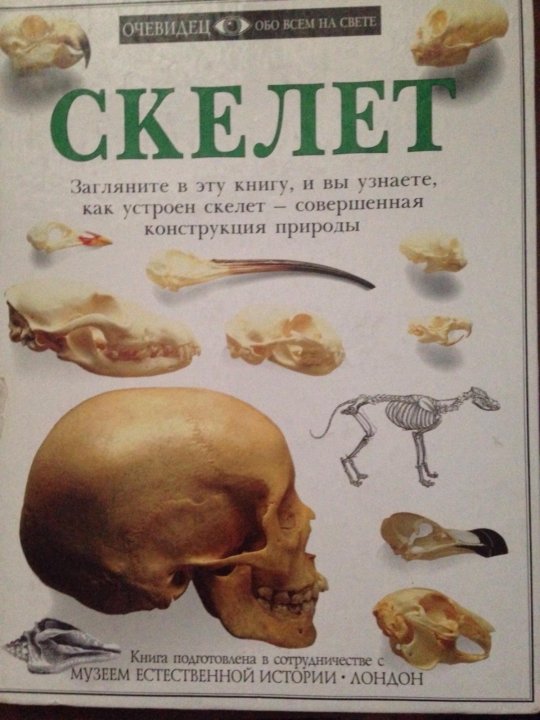 скелет книги. скелет с книжкой. скелет в шкафу книга. скелет книги. скелет с книгой.