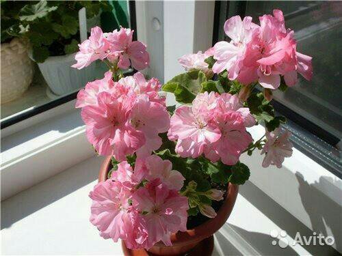 Галерея Пеларгоний (тема в разработке) :: Сибмама - о семье, беременности и детя