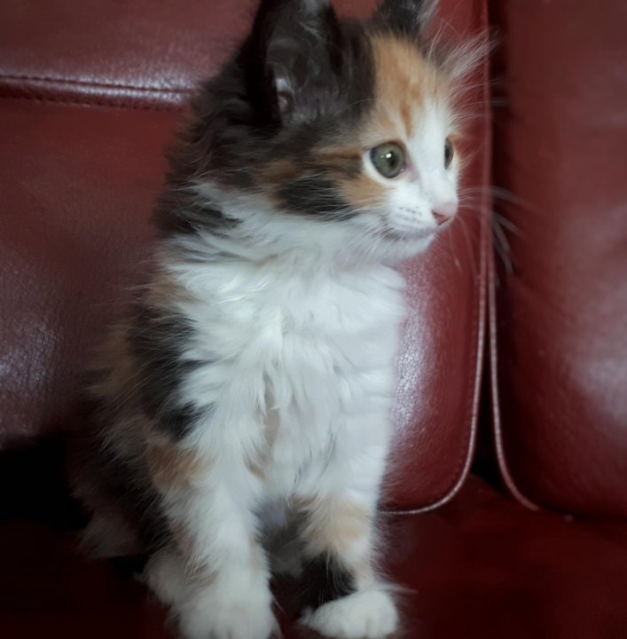 авито кошки волгоград в добрые руки. авито кошки волгоград в добрые руки. милые котики в добрые руки город волгоград. коты красноармейский район.