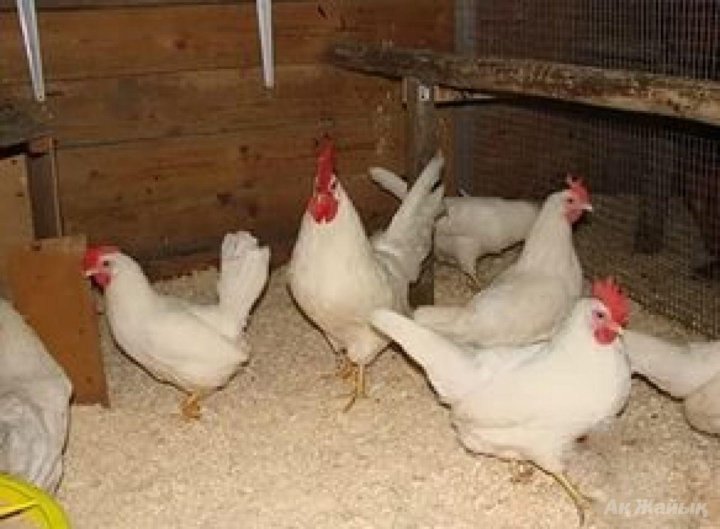 Leghorn opale Race de coq, Poulets d'élevage, Poule de race
